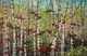 "Birch Mosaic" triptych (sold)