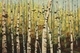 Birches Mosaic 2 triptych (sold)