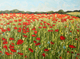 Poppy Fields